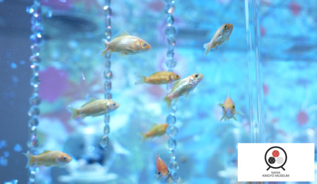 金魚ミュージアム